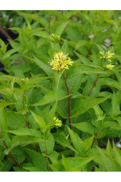 Діервілла сидячолиста Баттерфляй